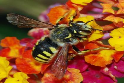 Međunarodni dan pčela / World Bee Day