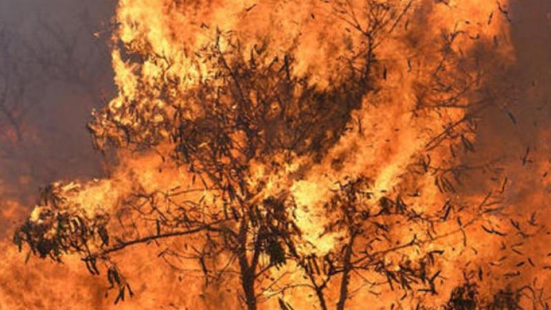 Poziv za saniranje posljedica požara i doprinos u borbi protiv klimatskih promjena